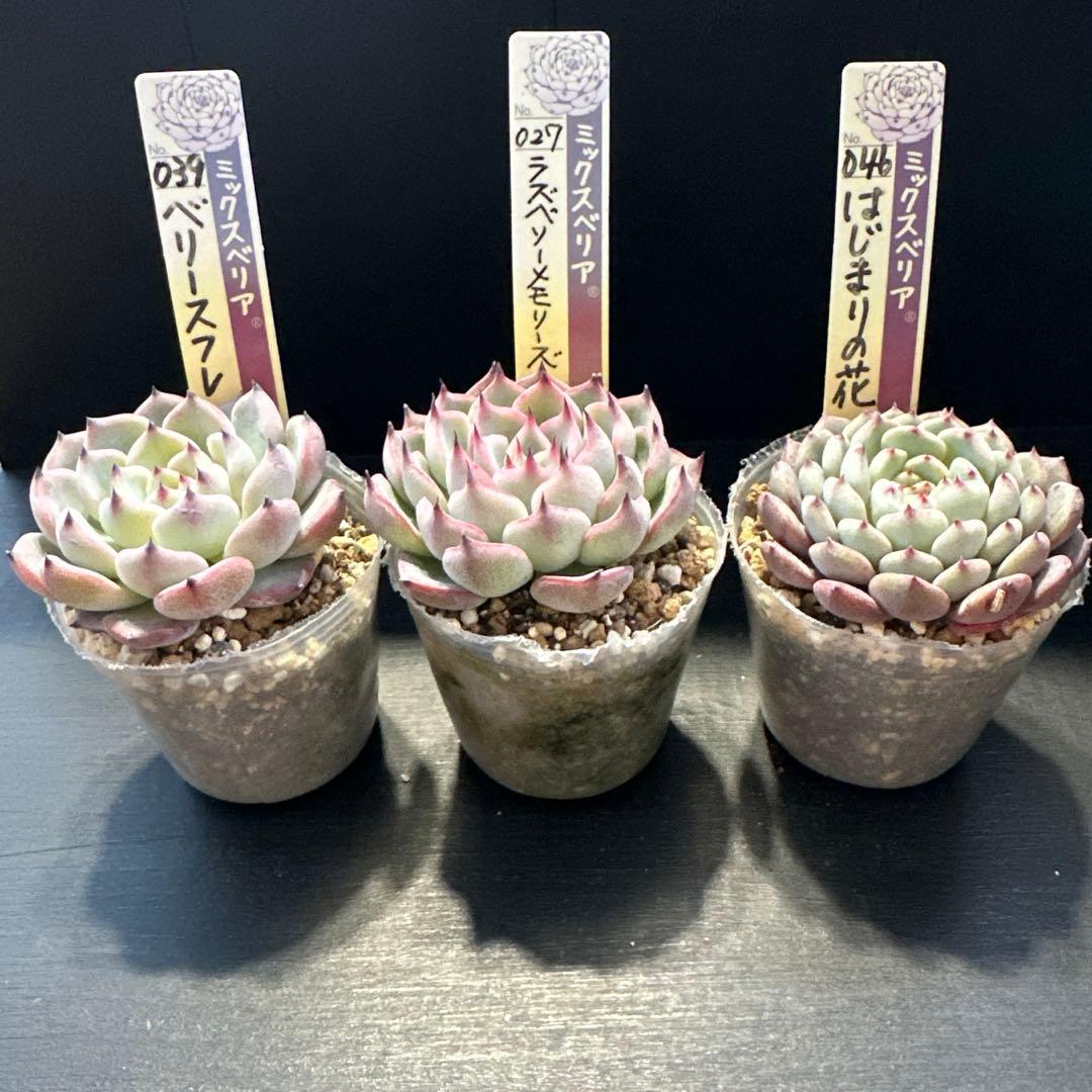 ア*サ様 おらいさん苗10点セット　まだまだ可愛いくなりますのでお楽しみに♡ 札