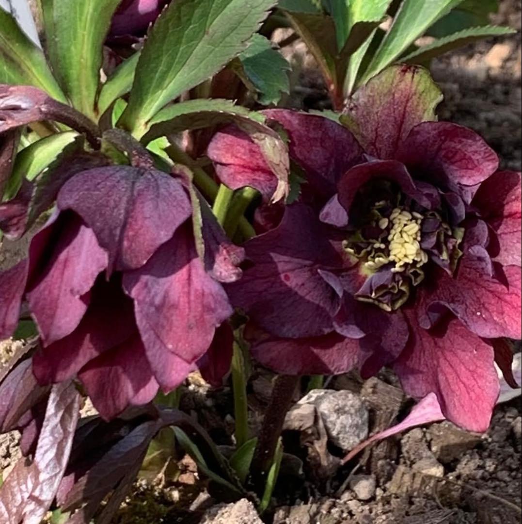 m*み様 クリスマスローズ　株分け苗　パピエ　ノワールドゥ　花郷園