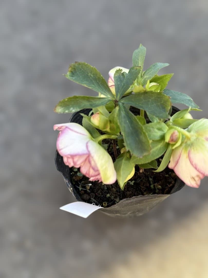 ★鮮やかピコティ　ホワイト小輪★クリスマスローズ開花株