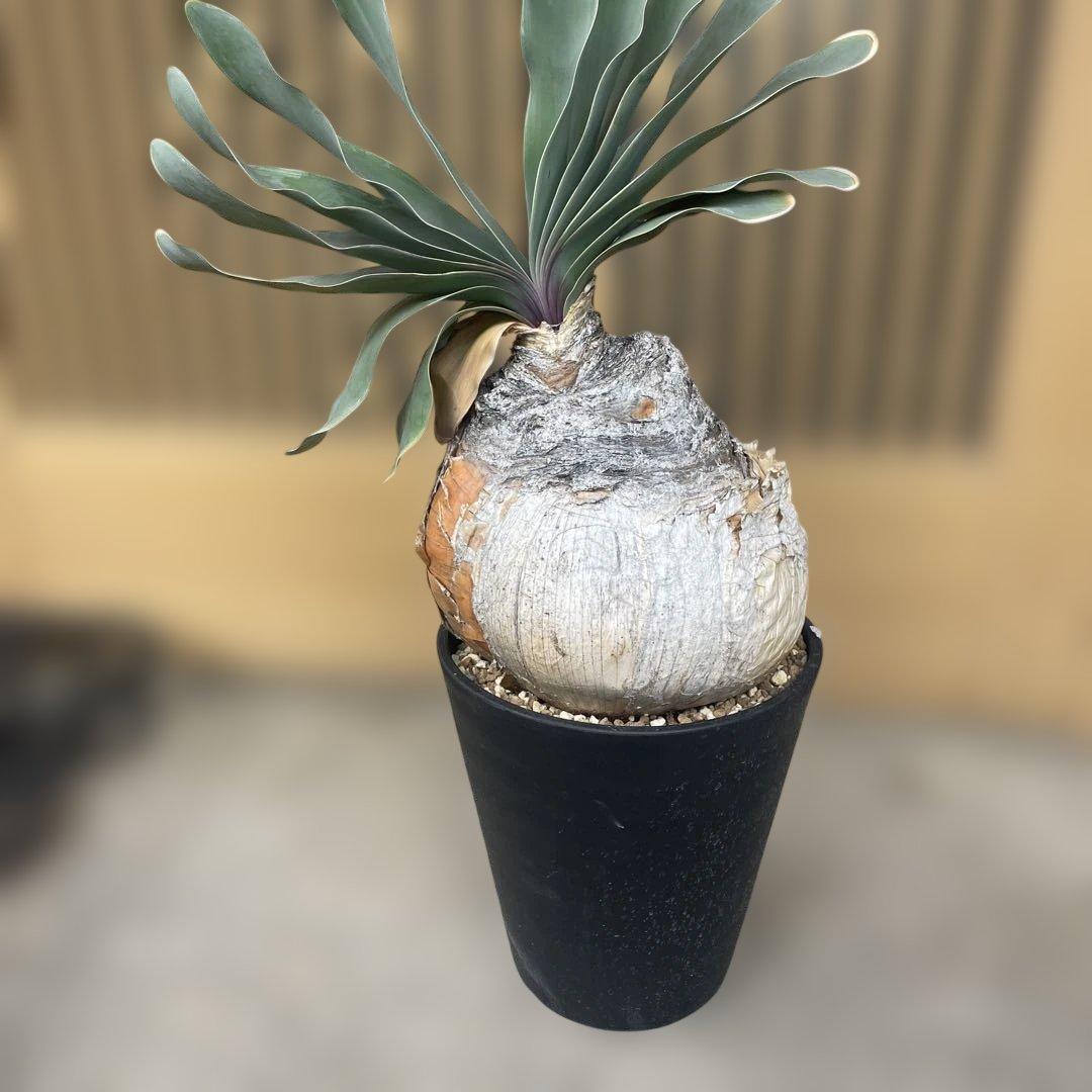 ブーファン ハエマンソイデス