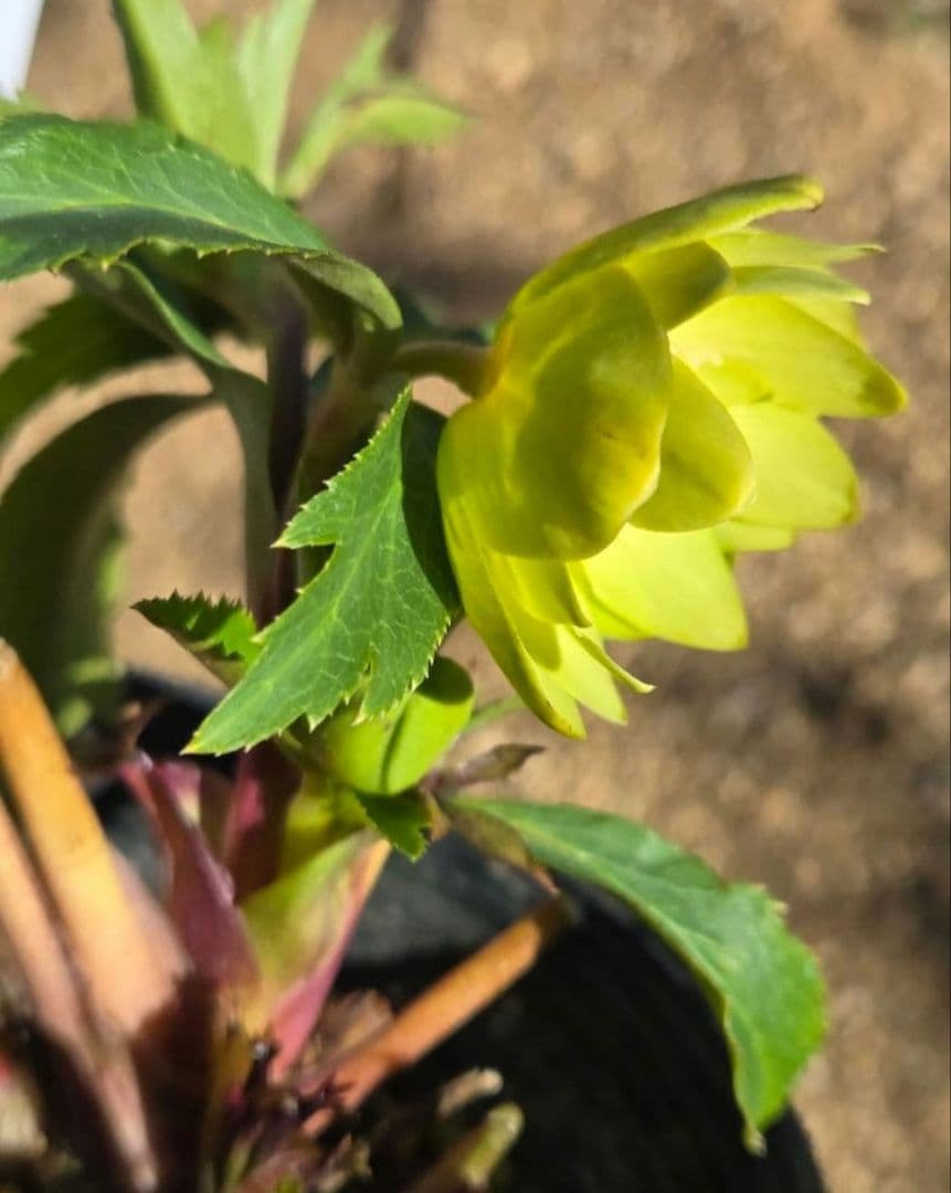 クリスマスローズ　ギョク　玉　グリーニッシュオーレア　　　　　　 大木ナーセリー