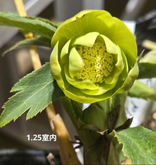 クリスマスローズ　ギョク　玉　グリーニッシュオーレア　　　　　　 大木ナーセリー