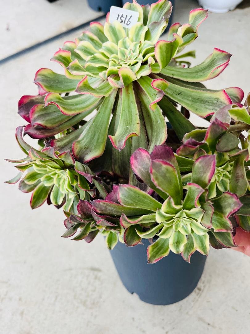 アエオニウム　紫浪　＃1516 脇枝8個あり メルカル便発送