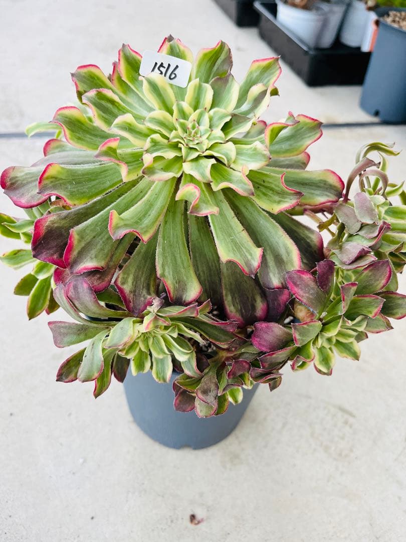 アエオニウム　紫浪　＃1516 脇枝8個あり メルカル便発送