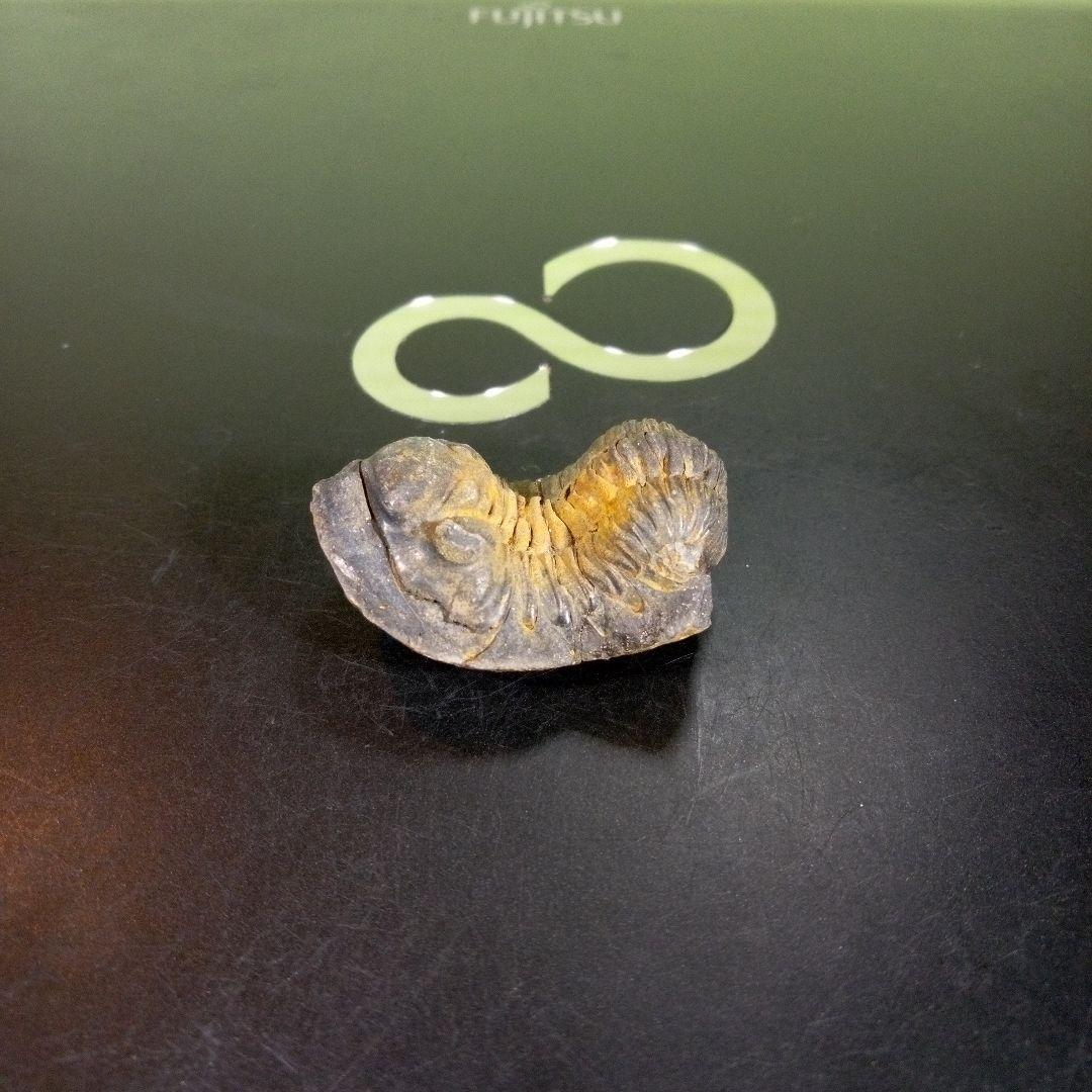 三葉虫　化石　fossil　海　ボリビア産　trilobite　海生動物分類①