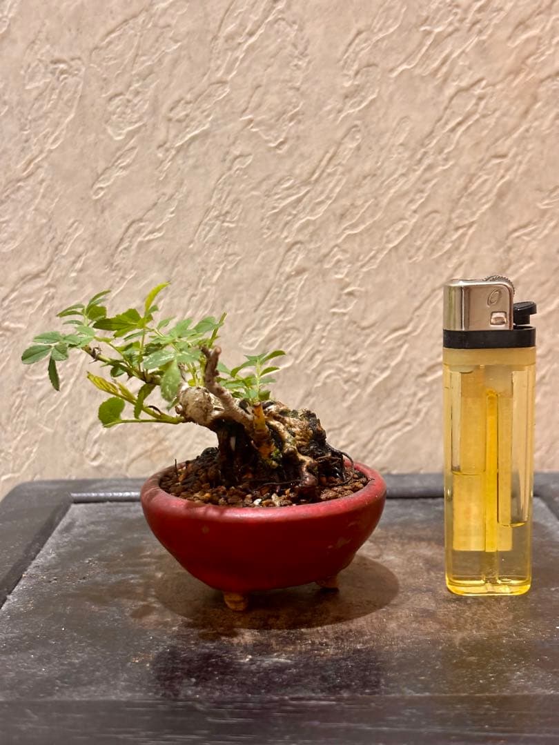 専用です。　　樹高3.5㎝極太　箱根サンショウバラ　薔薇　豆　ミニ　盆