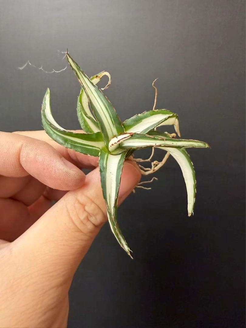 m*u様 45多肉植物アガベ 笹の雪丸叶氷山 変異錦 白中斑 鲜明錦 極上美株