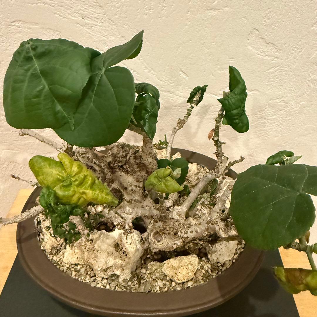 塊根植物 琉球盆栽 オオハマボウ 発根済 盆栽 盆栽風 大人気 鉢込み横21cm