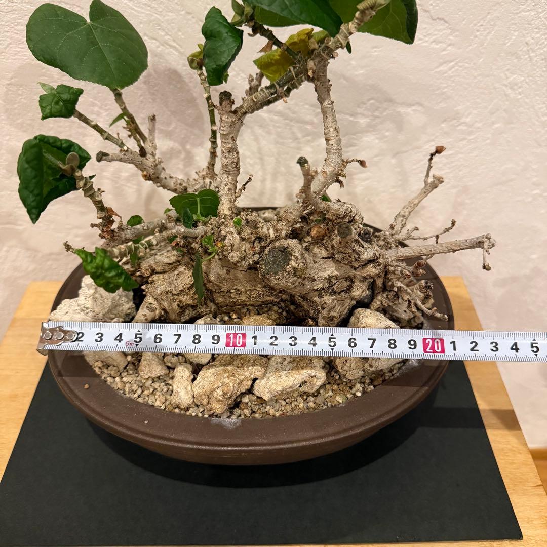 塊根植物 琉球盆栽 オオハマボウ 発根済 盆栽 盆栽風 大人気 鉢込み横21cm