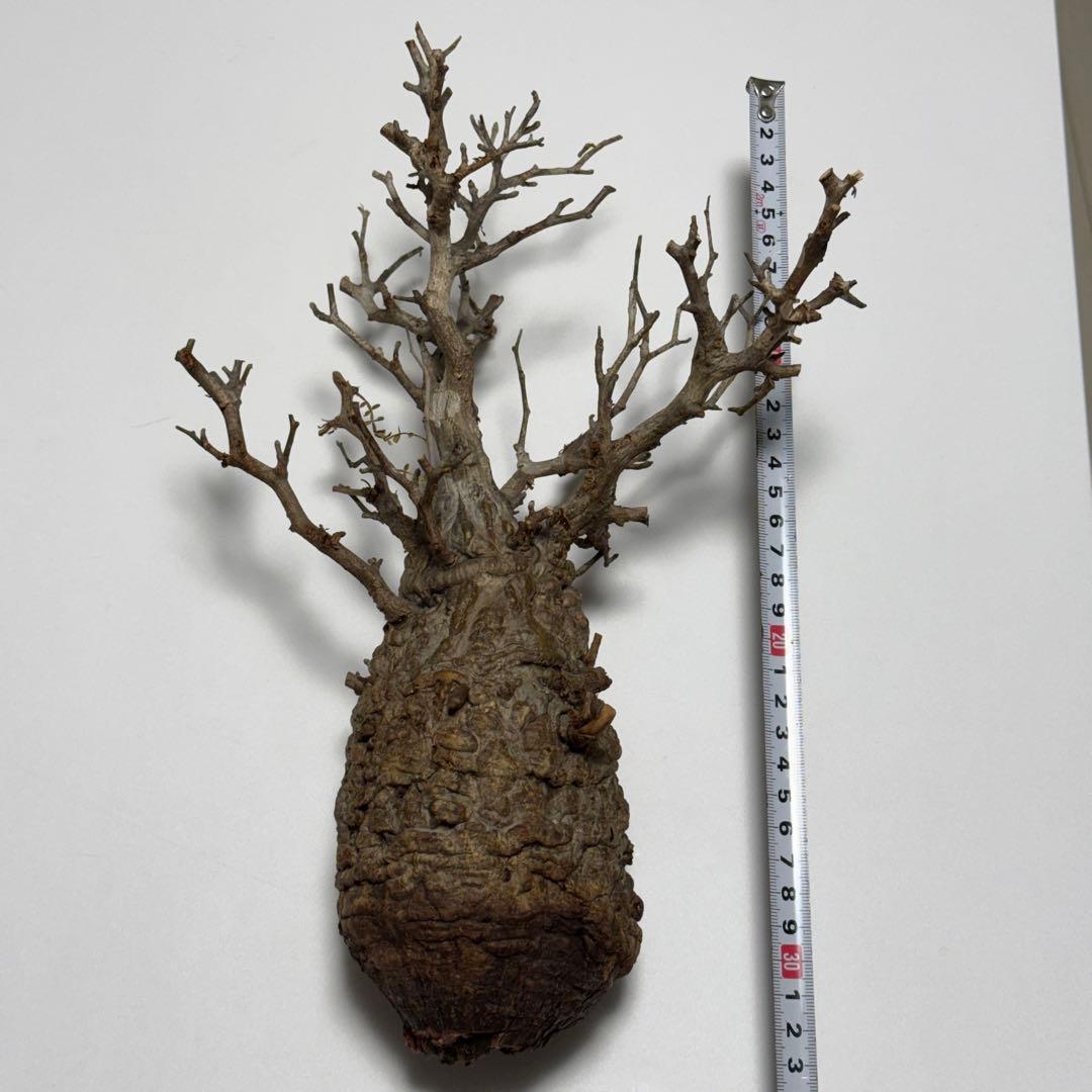 こ*い様 オペルクリカリア パキプス 現地株 ベアルート