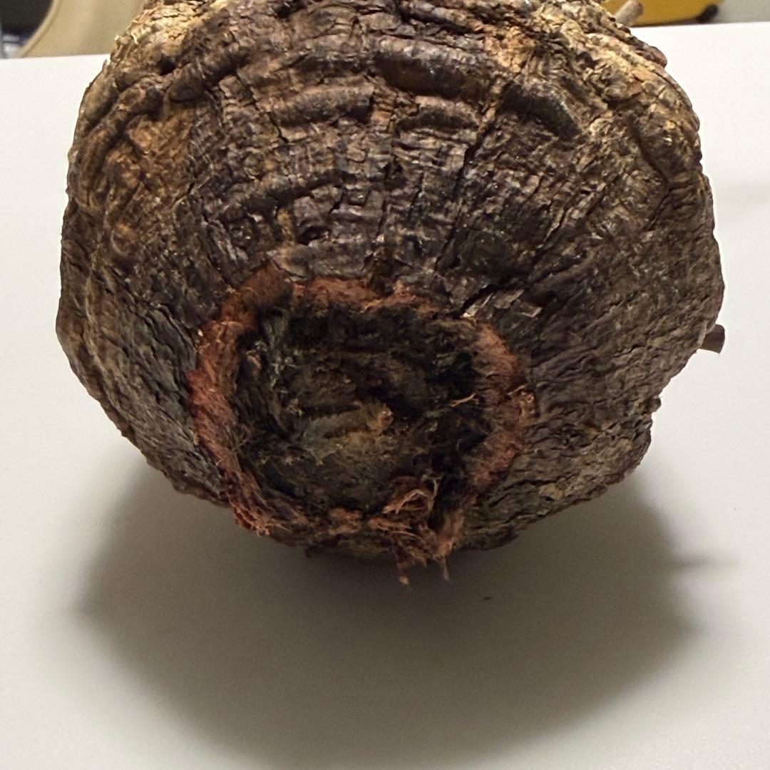 こ*い様 オペルクリカリア パキプス 現地株 ベアルート