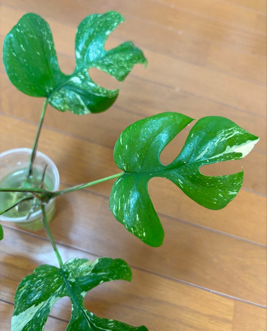 希少　ラフィドフォラテトラスペルマ　タイコンステレーション　カット苗　大株