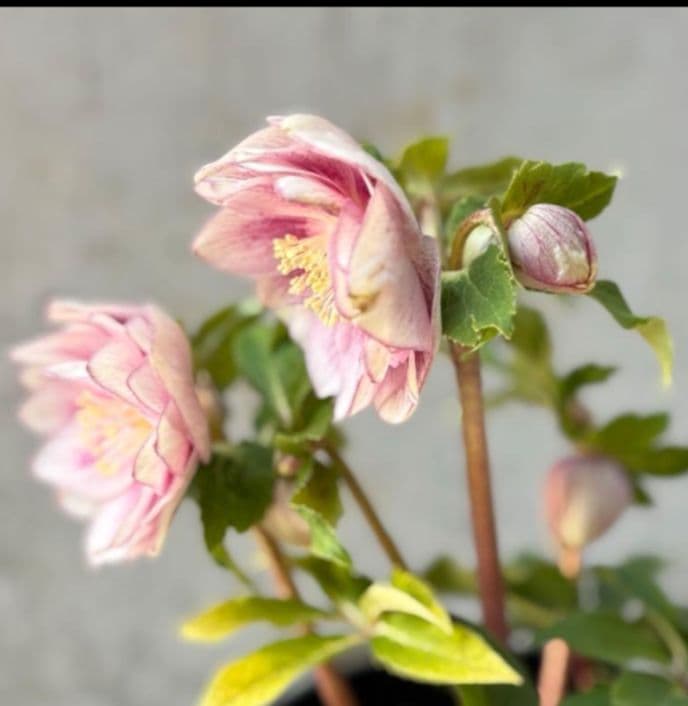 ✭クリスマスローズ:広瀬園芸•　【リバーシブル　ピンクベイン　オーレア 】