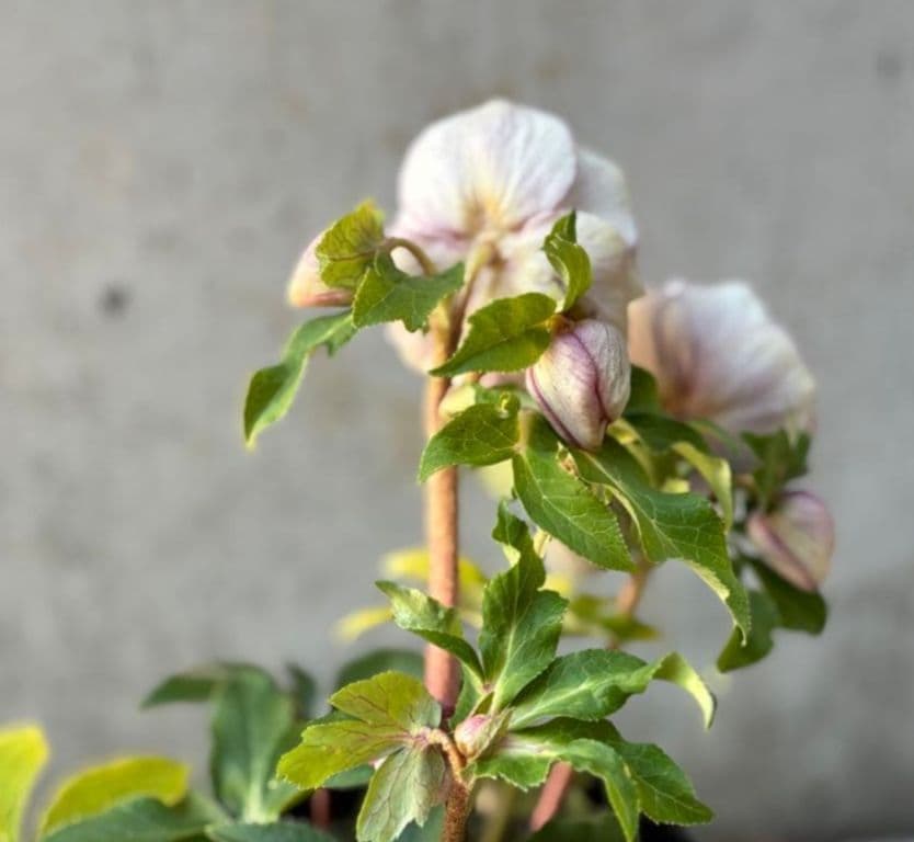 ✭クリスマスローズ:広瀬園芸•　【リバーシブル　ピンクベイン　オーレア 】