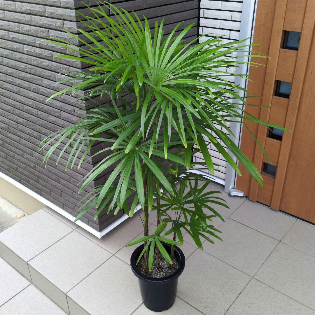大型！観葉植物　棕櫚竹　シュロチク　開運招福　８号鉢