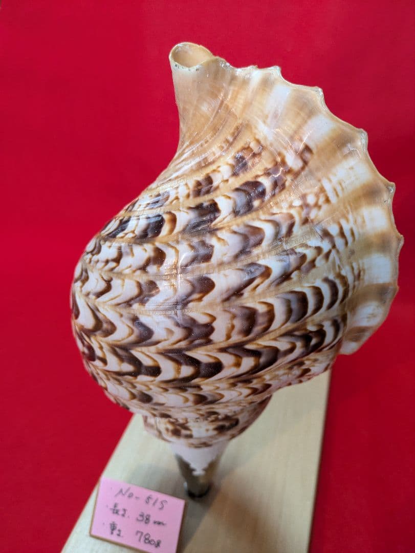 法螺貝ＮＯ−５１Ｓ ホラ貝、和楽器、和太鼓 修験道