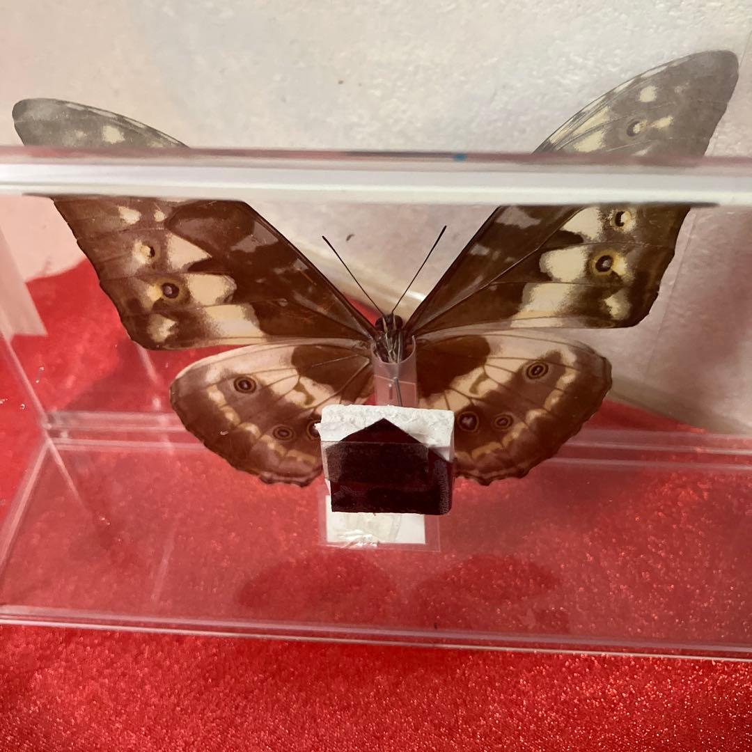 キプリスモルフォ♂ （透明横開きケース入り）