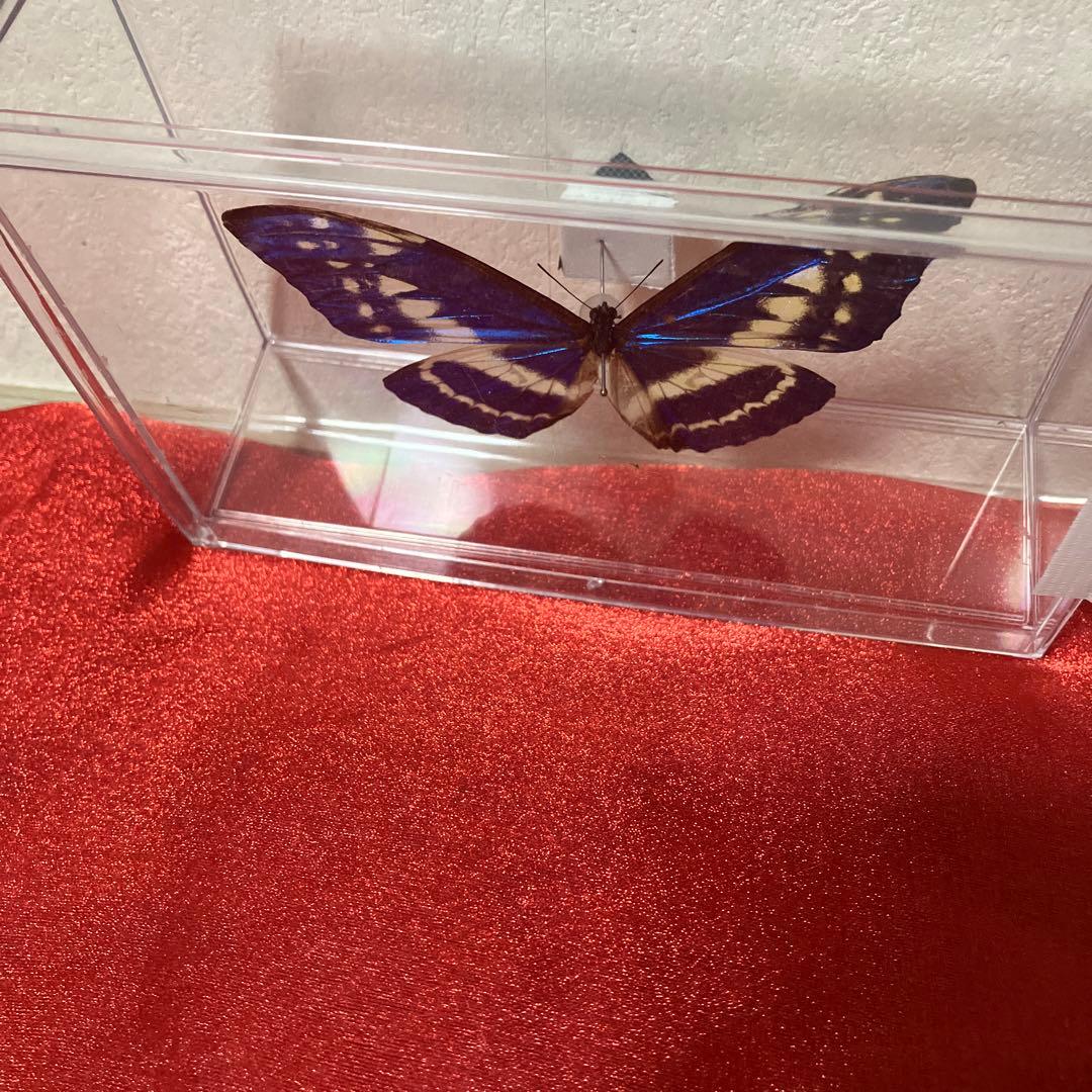 キプリスモルフォ♂ （透明横開きケース入り）