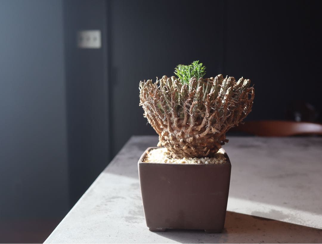 ユーフォルビア　フスカ　現地株　発根済み