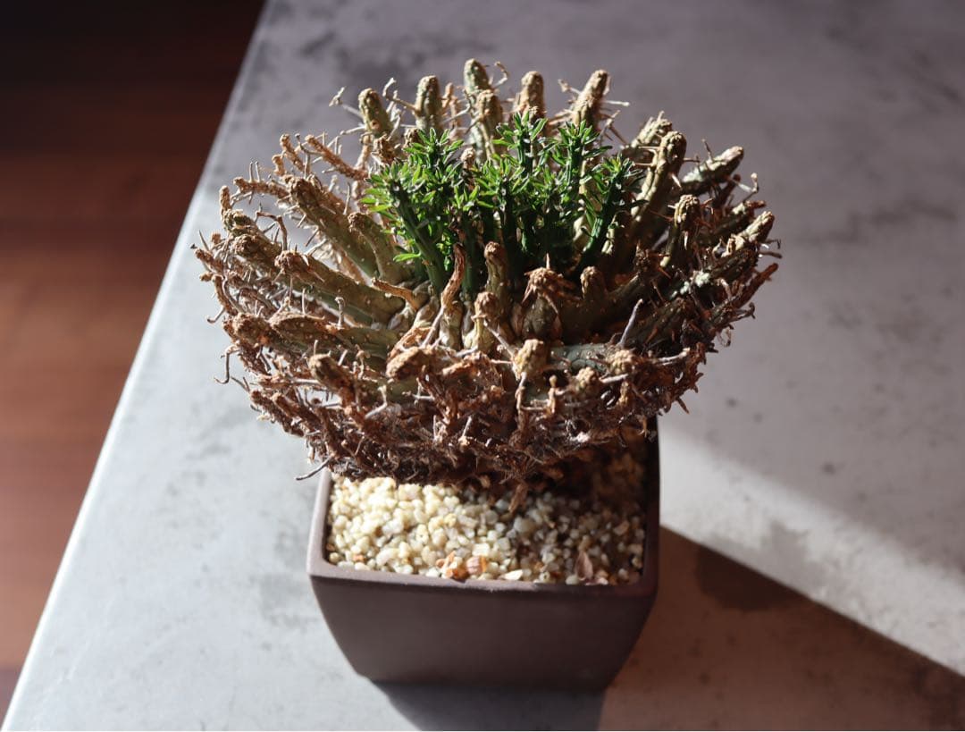 ユーフォルビア　フスカ　現地株　発根済み