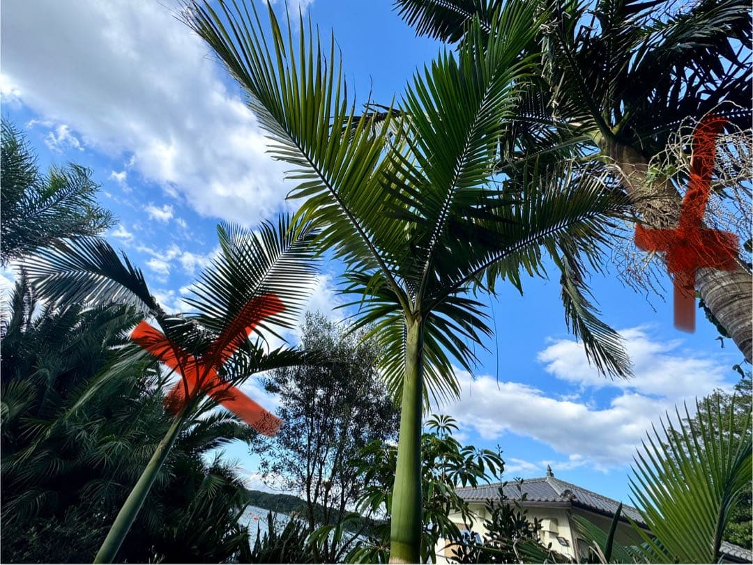 ヤシの木　約2.9M　キングパーム　ユスラヤシ