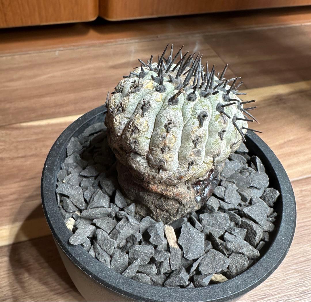 本日10/24 値下げ早い者勝ち！ コピアポア　孤竜丸　現地球　発根済み