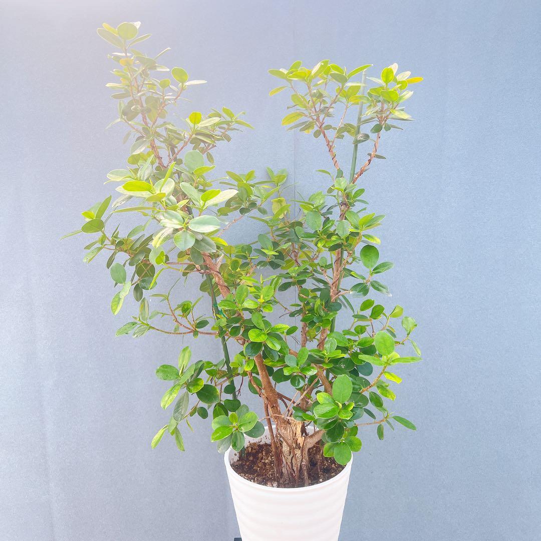 現品　ガジュマル　パンダガジュマル　51番　希少　インテリアグリーン　かわいい