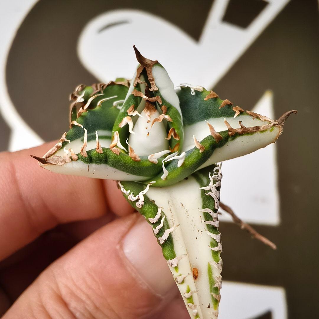 817 【上澳園芸】アガベ チタノタSAD 白中斑錦 鮮明錦 （永久斑）稀少株