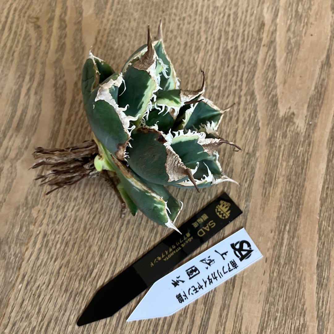 【速達】①群生　特大　特選　太棘　アガべ　SAD錦　覆輪斑　TC【子株3株】
