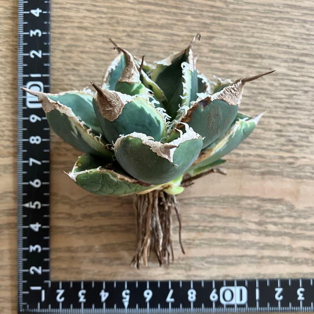 【速達】①群生　特大　特選　太棘　アガべ　SAD錦　覆輪斑　TC【子株3株】