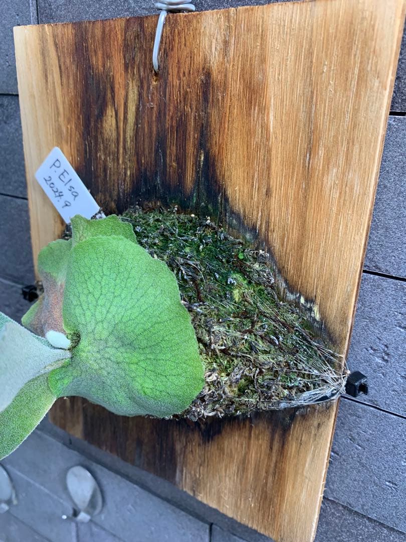 P.Elsa ビカクシダ 板付 エルサ スポア