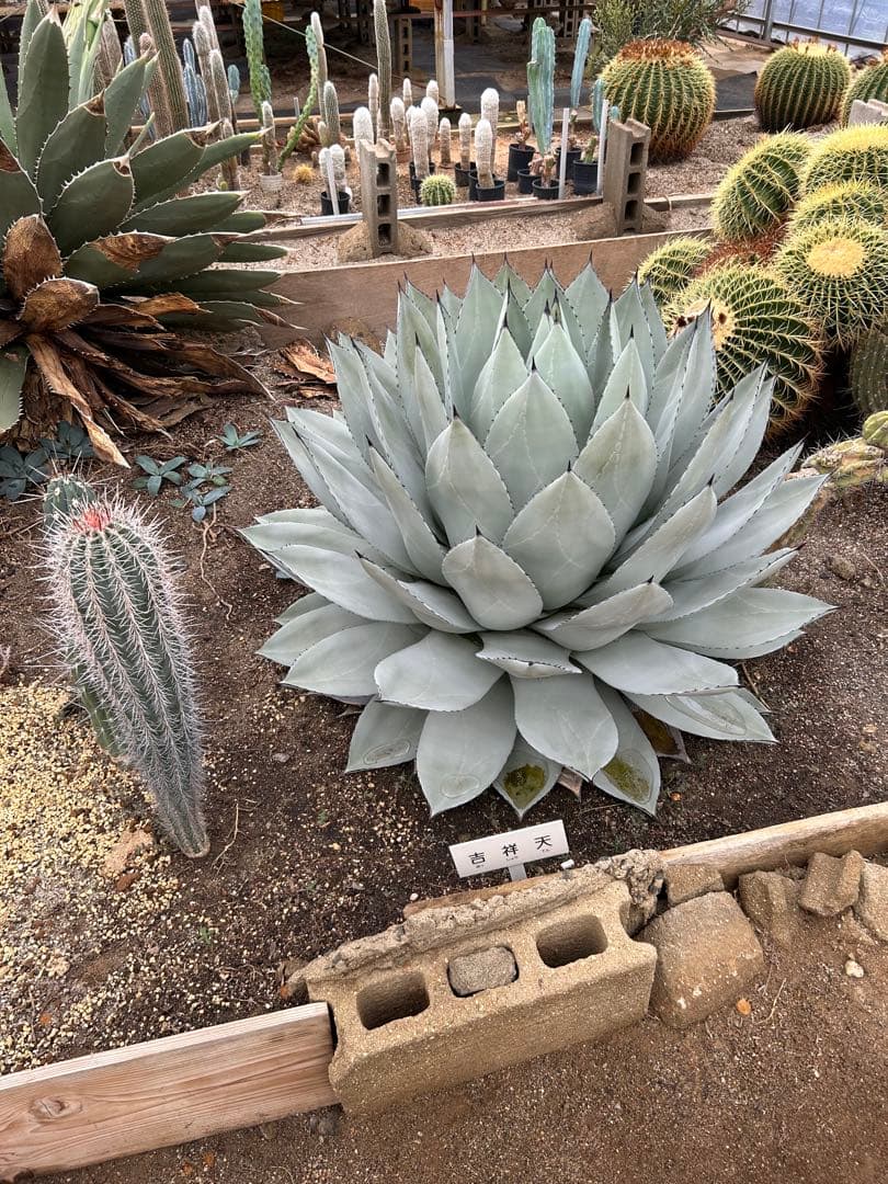 アガベ　パリー純血吉祥天　ホーチエンシス　中株