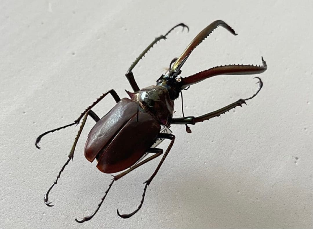 コガシラクワガタ 標本 ♂約58mm チリクワガタ 外国産 クワガタ