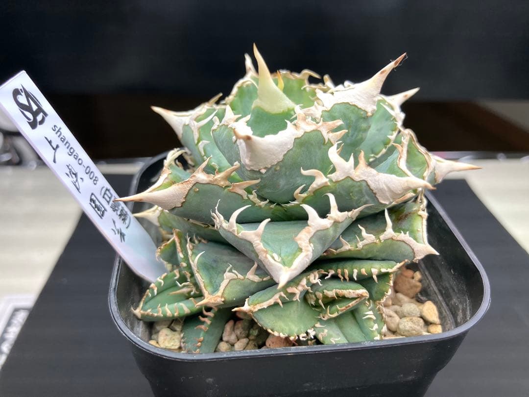 アガべチタノタ　白豪棘　親株+子株5付【上澳園芸タグ付き】