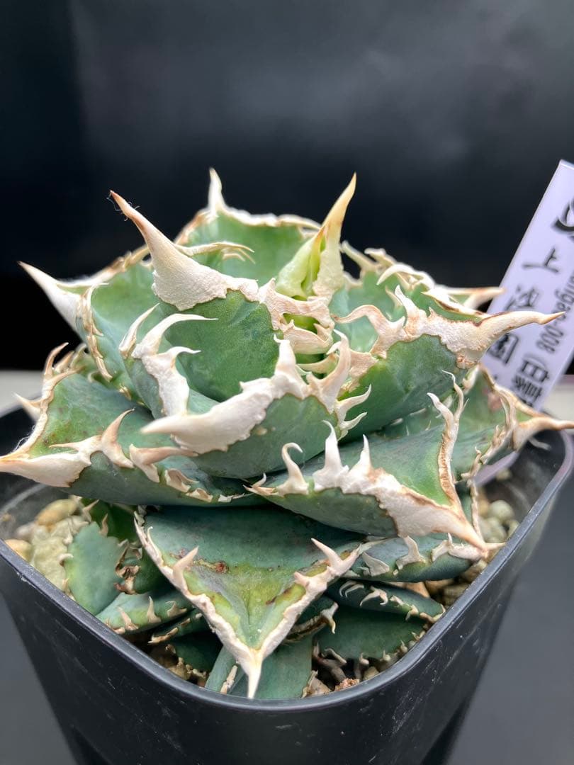 アガべチタノタ　白豪棘　親株+子株5付【上澳園芸タグ付き】