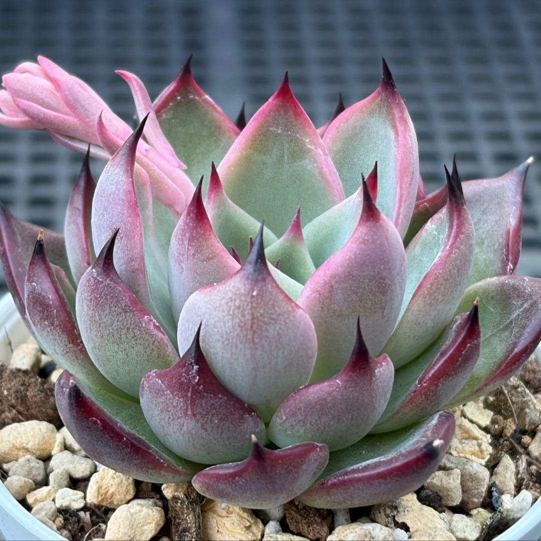 くまさん様 リクエスト 6点 まとめ商品