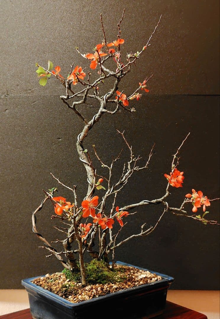 長寿梅盆栽！