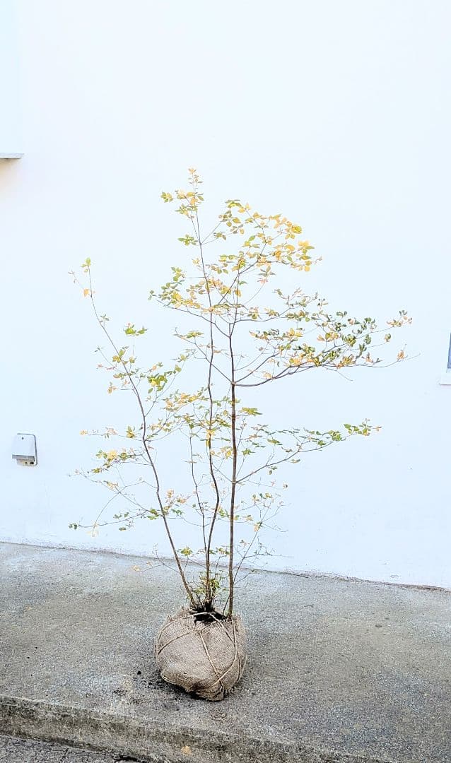 上品。山採りドウダンツツジ。