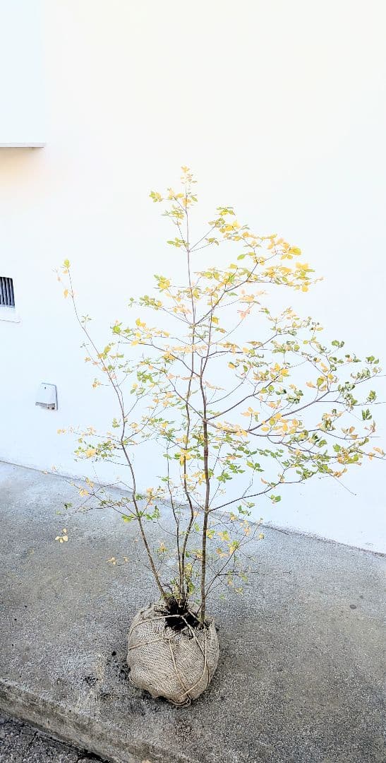 上品。山採りドウダンツツジ。