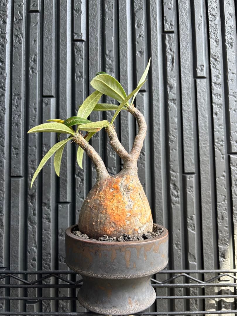 新春セール【グラキリス】塊根！良型良サイズ