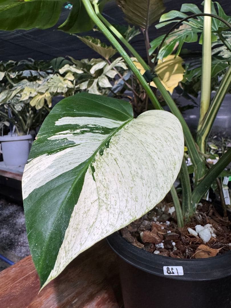 BS1モンステラ　ボルギシアナ　x デリシオーサ　ミント　美株