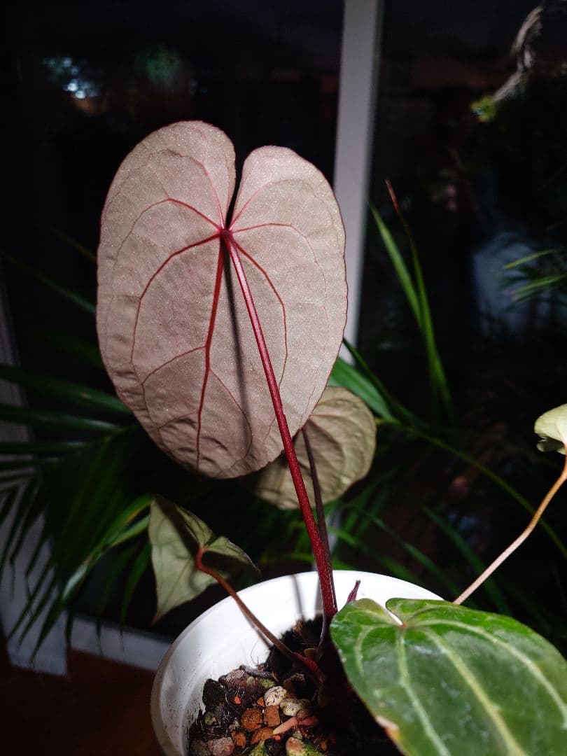 その他観葉植物 A.Red Crystallinum x Carlablackiae