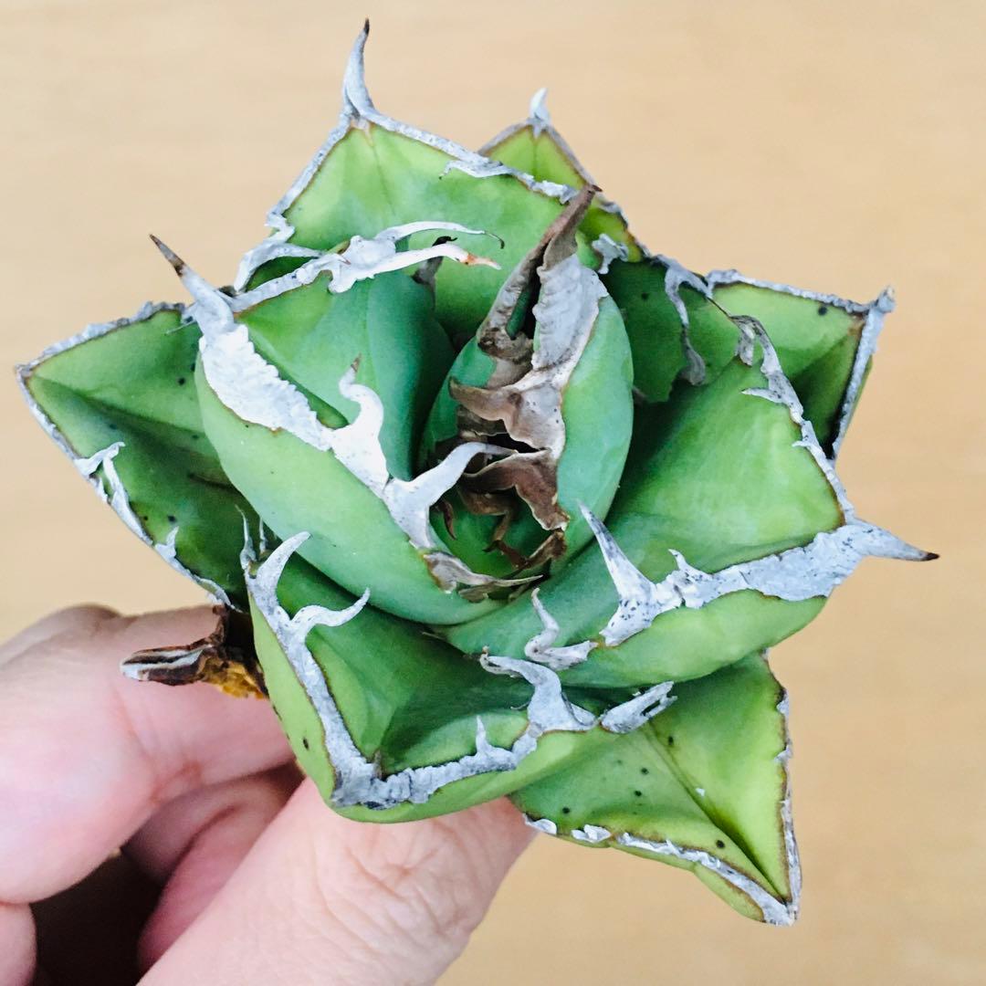 1 SAD 南アフリカダイヤモンド 肉厚短葉コンパクト TC株 アガベ チタノタ