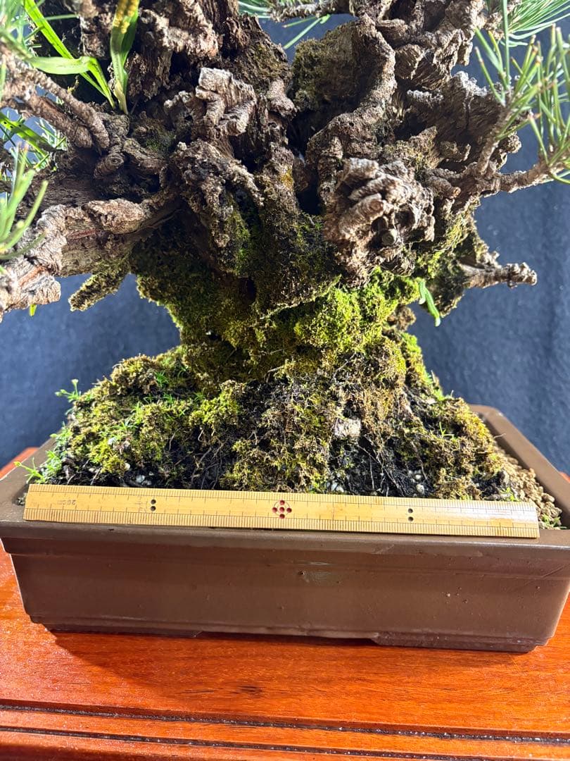 中品盆栽、夢錦(黒松の変種)双幹作り　幹太 目立った傷や汚れなし