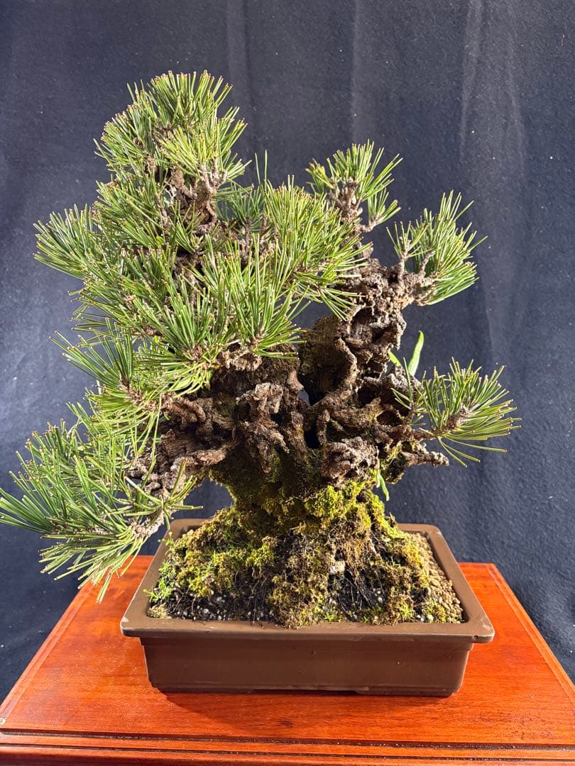 中品盆栽、夢錦(黒松の変種)双幹作り　幹太 目立った傷や汚れなし