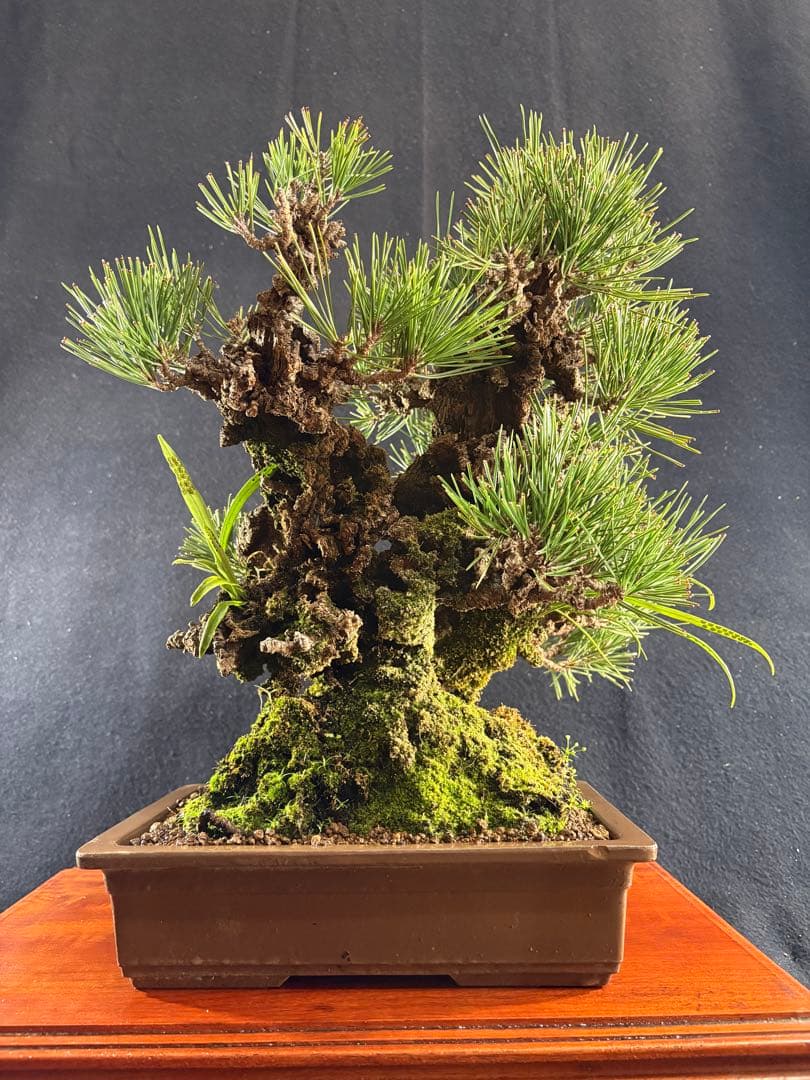 中品盆栽、夢錦(黒松の変種)双幹作り　幹太 目立った傷や汚れなし