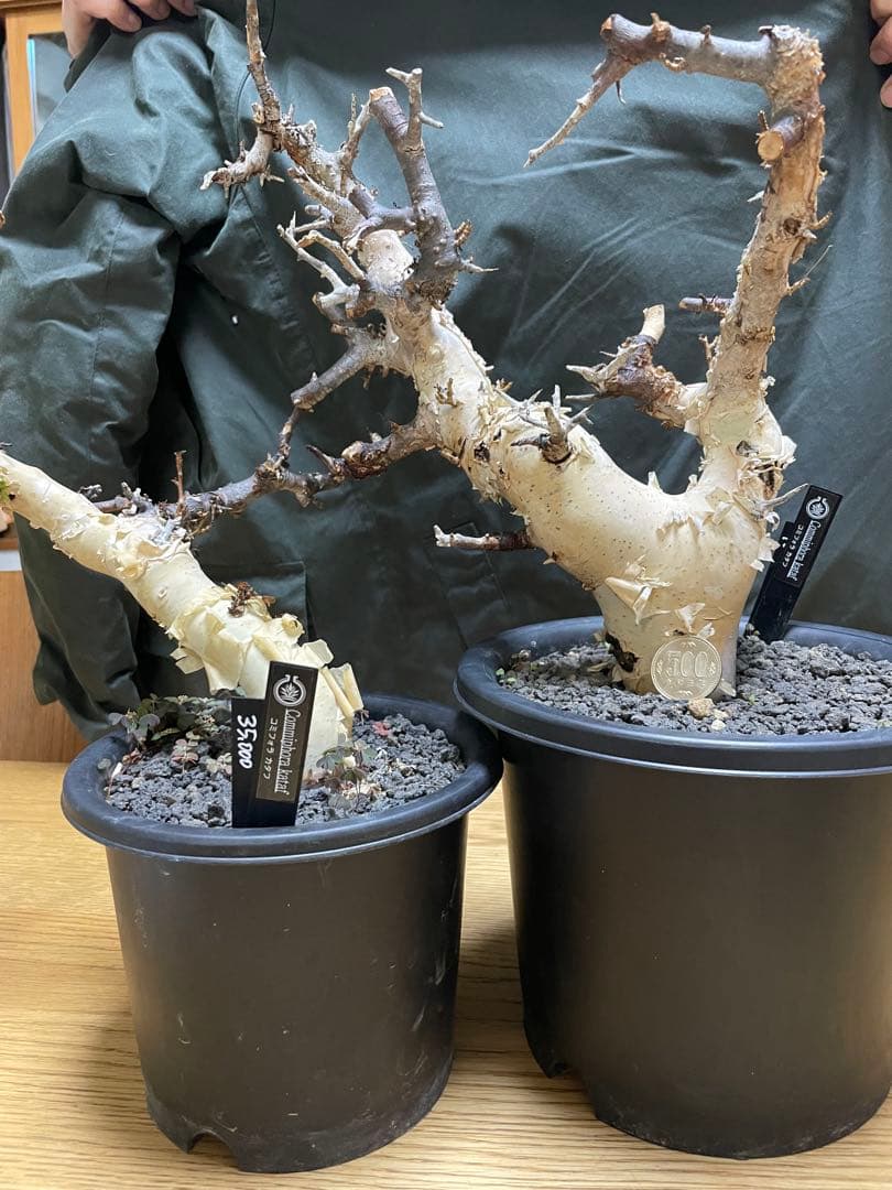 本日限定値下げ！大型株 コミフォラ カタフ ピュア