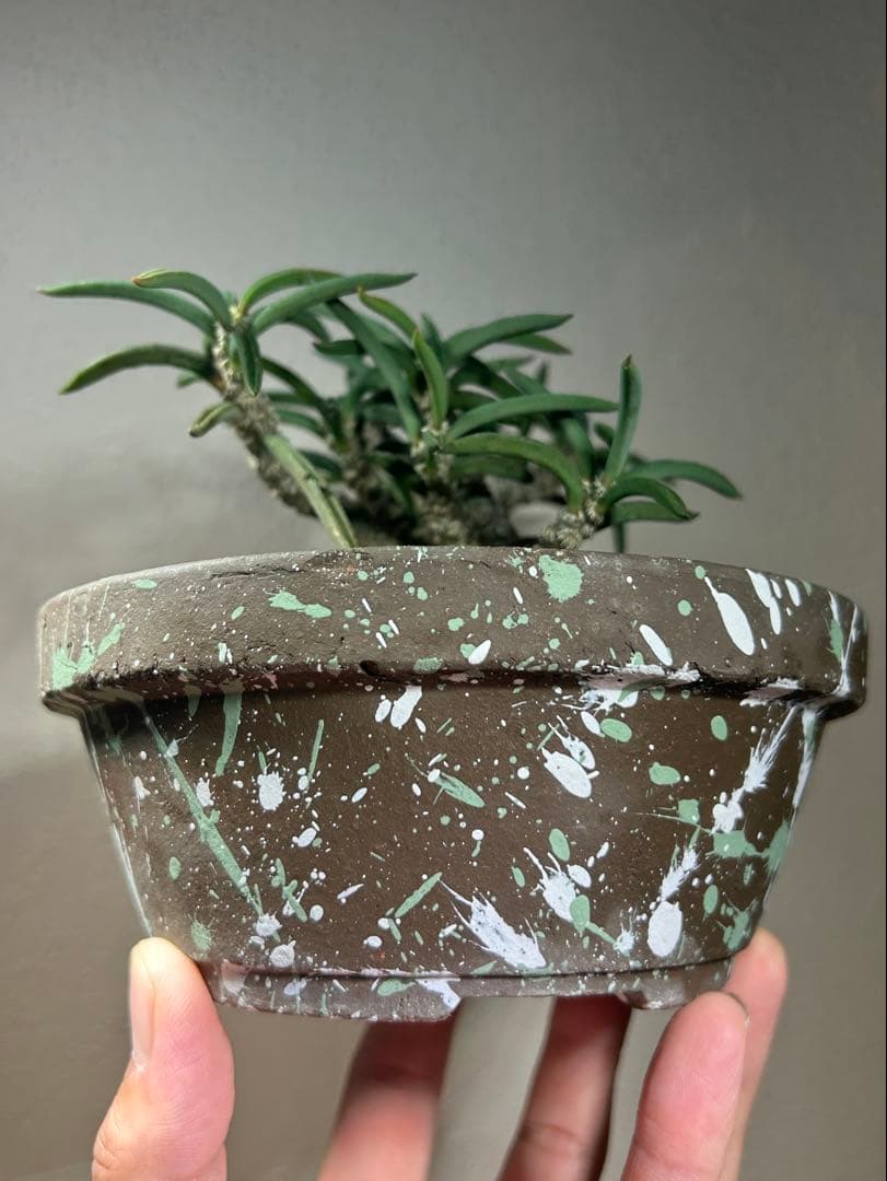 国内実生　長期管理株　ユーフォルビア　キリンドリフォリア　陶器鉢のまま発想　塊根