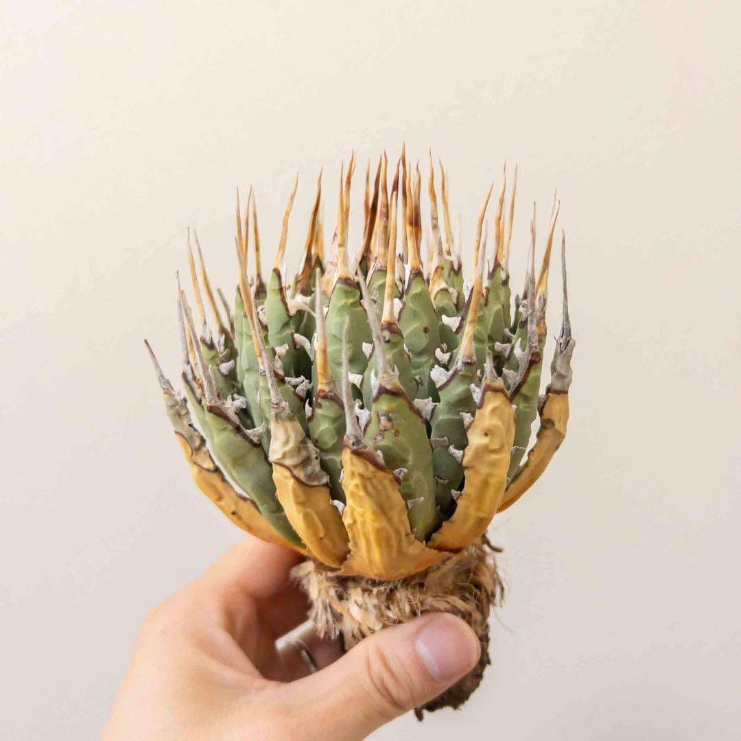 33 ユタエンシス エボリスピナ 現地株 ベアルート 陽炎 アガベ