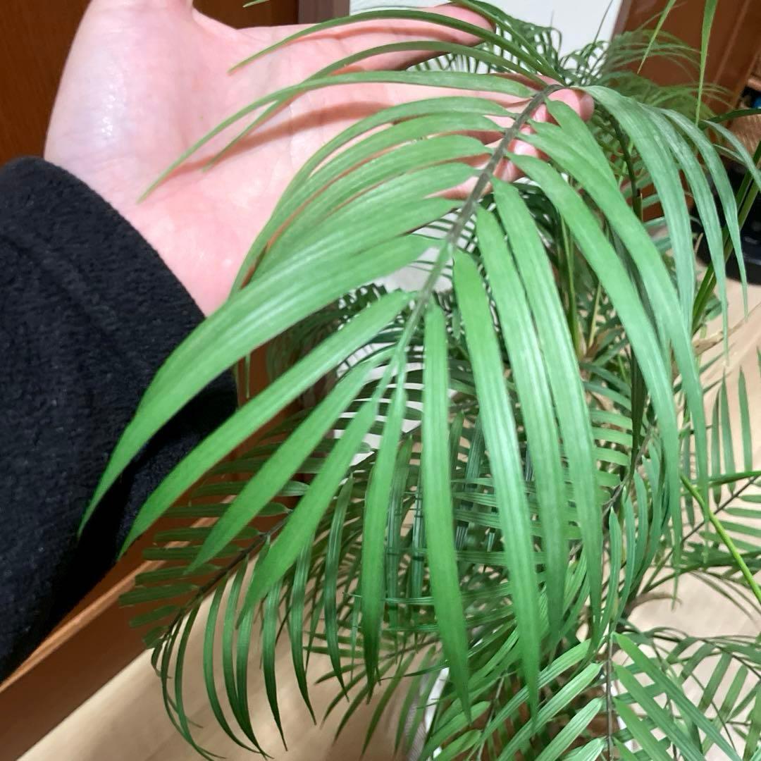 【港区にて直接お渡しも可能】　エミリオ　ロバ　パーム　グリーン